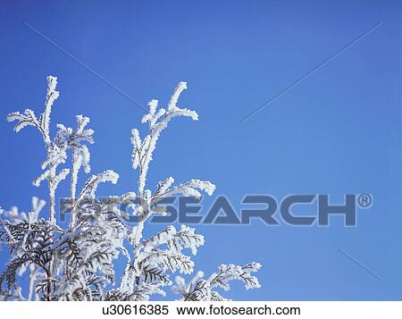 Frost on tree branch, Hokkaido, Japan View Large Photo Image Stock Photography - Frost on tree branch, Hokkaido, Japan. Fotosearch