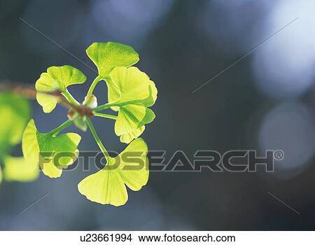 Picture - Gingko Leaf. Fotosearch