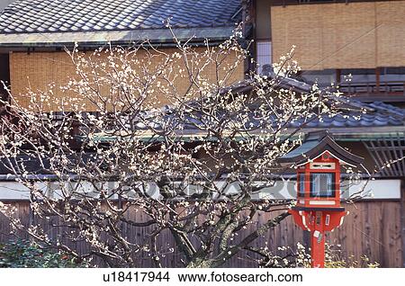 Picture - Gion, Kyoto Prefecture, Japan. Fotosearch