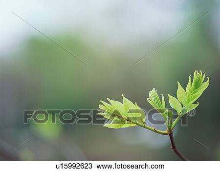 Stock Image - Green Leaves. Fotosearch