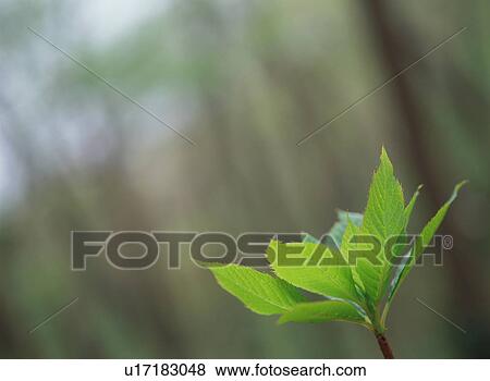 Stock Photo - Green Leaves. Fotosearch