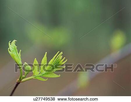 Green Leaves View Large Photo Image Stock Photo - Green Leaves. Fotosearch