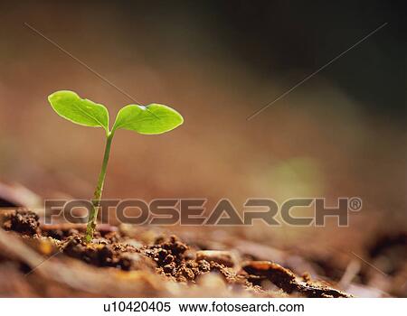 Green Leaves View Large Photo Image Stock Photography - Green Leaves. Fotosearch