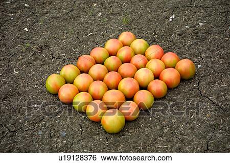Stock Photograph - Harvested tomatoes. Fotosearch
