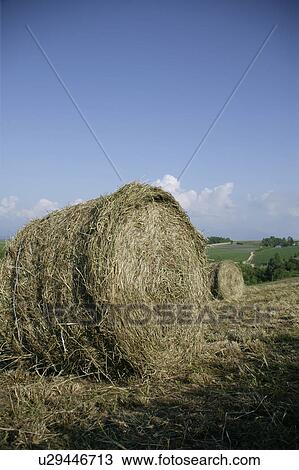 Stock Image - Hay bales in field. Fotosearch