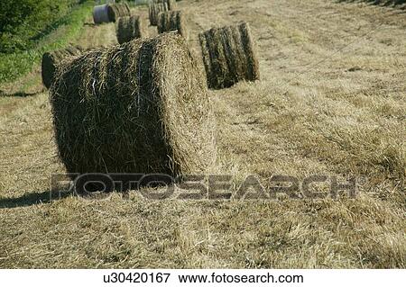 Stock Photo - Hay bales in field. Fotosearch