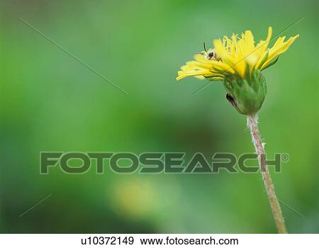 Stock Photo - Honey Bee in flower. Fotosearch