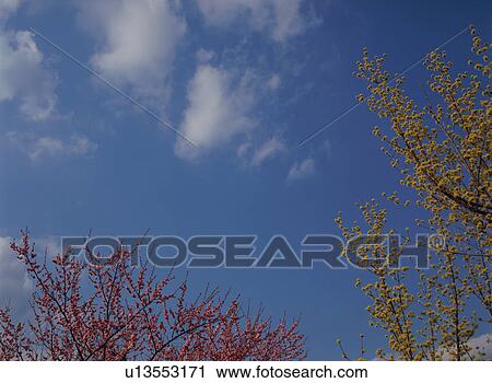 Japanese Apricot and Japanese cornel dogwood View Large Photo Image Stock Image - Japanese Apricot and Japanese cornel dogwood. Fotosearch