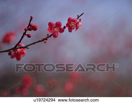 Picture - Japanese Apricot. Fotosearch