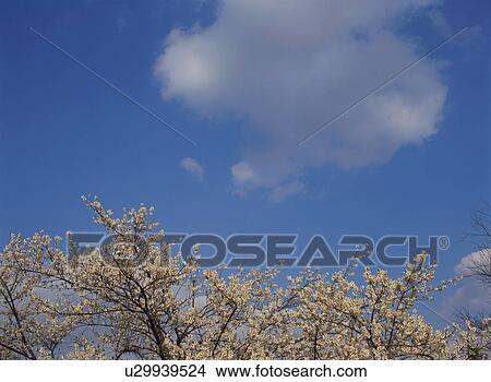 Picture - Japanese Apricot. Fotosearch