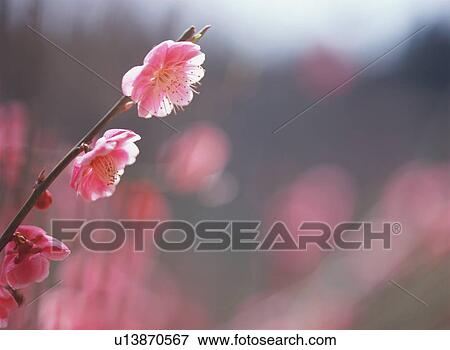 Japanese Apricot View Large Photo Image Stock Photo - Japanese Apricot. Fotosearch