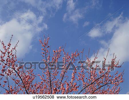 Stock Photo - Japanese Apricot. Fotosearch