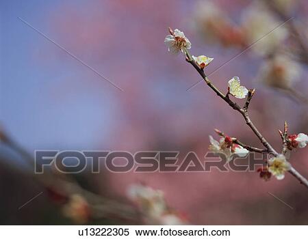 Stock Photography - Japanese Apricot. Fotosearch