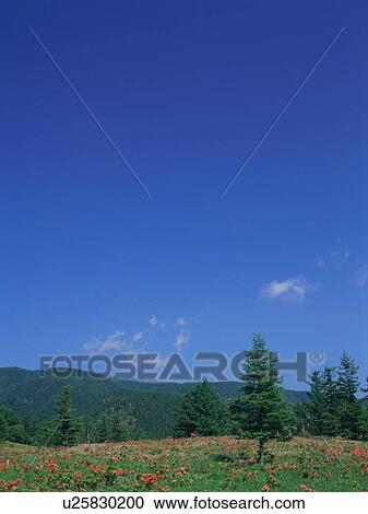 Japanese azalea growing in field View Large Photo Image Stock Image - Japanese azalea growing in field. Fotosearch