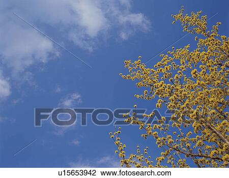 Stock Image - Japanese cornel dogwood. Fotosearch