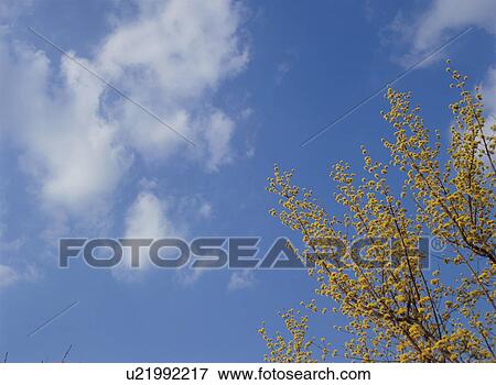 Stock Photo - Japanese cornel dogwood. Fotosearch