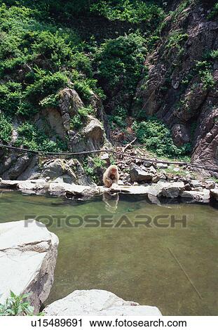 Stock Image - Jigokudani Monkey Park. Fotosearch