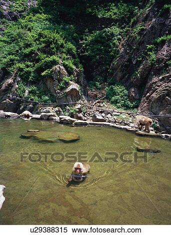 Jigokudani Monkey Park View Large Photo Image Stock Photography - Jigokudani Monkey Park. Fotosearch