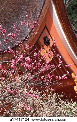 Kitano Tenmangu Shrine, Kyoto Prefecture, Japan View Large Photo Image Picture - Kitano Tenmangu Shrine, Kyoto Prefecture, Japan. Fotosearch