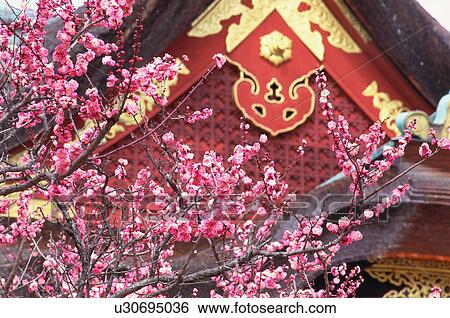 Stock Photograph - Kitano Tenmangu Shrine, Kyoto Prefecture, Japan. Fotosearch