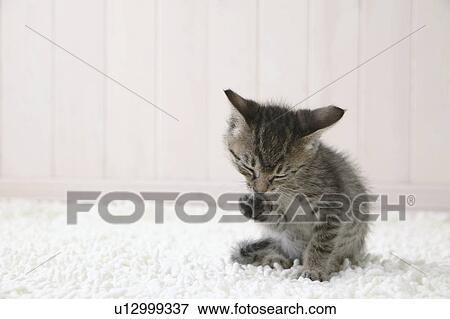 Kitten licking its paw View Large Photo Image Stock Photo - Kitten licking its paw. Fotosearch
