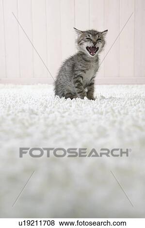 Kitten opening its mouth View Large Photo Image Stock Photo - Kitten opening its mouth. Fotosearch