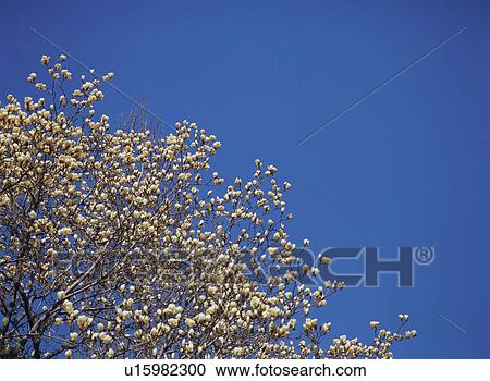 Kobushi magnolia View Large Photo Image Stock Image - Kobushi magnolia. Fotosearch