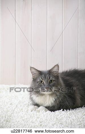 Stock Photograph - Maine coon cat looking at camera. Fotosearch