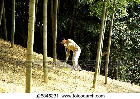 Stock Image - Man digging bamboo shoots. Fotosearch