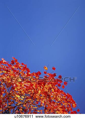 Stock Image - Maple trees, Shiga Plateau, Nagano Prefecture, Japan. Fotosearch