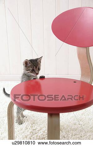 Mixed breed kitten standing View Large Photo Image Stock Image - Mixed breed kitten standing. Fotosearch