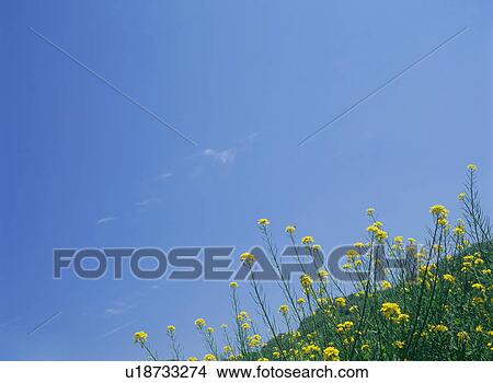 Picture - Mustard Plant in field. Fotosearch