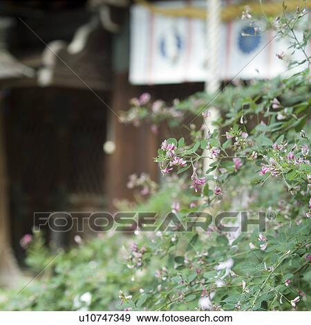 Stock Photo - Nashinoki Shrine, Kyoto Prefecture, Japan. Fotosearch