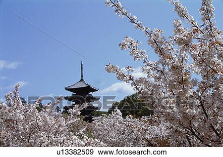 Ninnaji Temple, Kyoto Prefecture, Japan View Large Photo Image Stock Photo - Ninnaji Temple, Kyoto Prefecture, Japan. Fotosearch