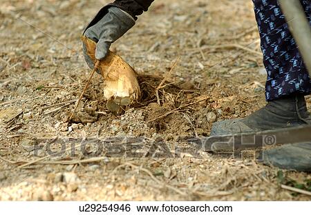Person digging bamboo shoot View Large Photo Image Stock Photograph - Person digging bamboo shoot. Fotosearch