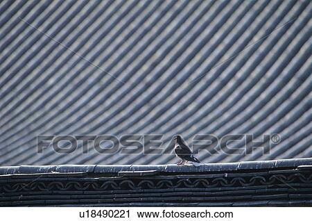 Stock Image - Pigeon on temple roof. Fotosearch