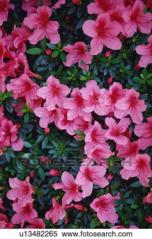 Pink Azalea (Rhododendron simsii) View Large Photo Image Stock Photography - Pink Azalea (Rhododendron simsii). Fotosearch