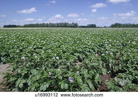 Potato field View Large Photo Image Stock Image - Potato field. Fotosearch