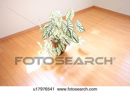 Potted plant on wooden floor View Large Photo Image Stock Image - Potted plant on wooden floor. Fotosearch