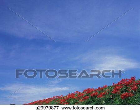 Stock Photo - Red spider lilies, Kawashima, Saitama Prefecture, Japan. Fotosearch