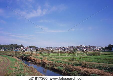 Stock Image - Rice paddy in Chiba, Japan. Fotosearch