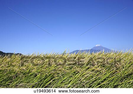 Picture - Rice paddy in Shizuoka Prefecture, Japan. Fotosearch