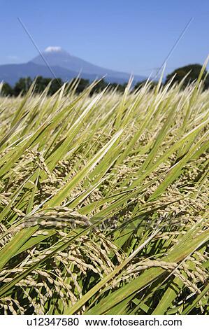 Stock Image - Rice paddy in Shizuoka Prefecture, Japan. Fotosearch