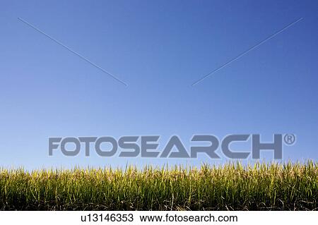 Stock Image - Rice paddy in Shizuoka Prefecture, Japan. Fotosearch