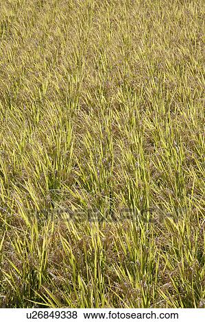 Rice paddy in Shizuoka Prefecture, Japan View Large Photo Image Stock Photo - Rice paddy in Shizuoka Prefecture, Japan. Fotosearch