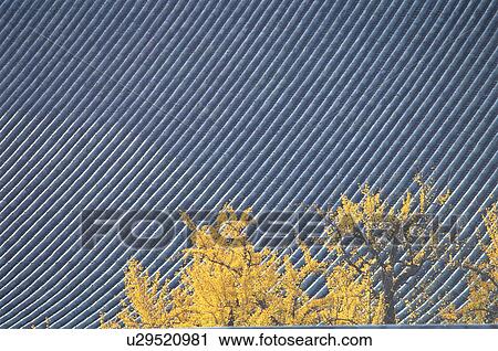 Roof of Nishi Honganji Temple, Kyoto Prefecture, Japan View Large Photo Image Stock Image - Roof of Nishi Honganji Temple, Kyoto Prefecture, Japan. Fotosearch