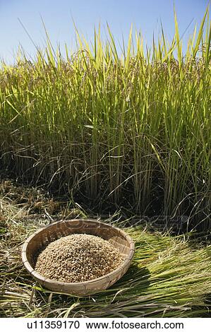Rough rice in rice paddy in Shizuoka, Japan View Large Photo Image Stock Image - Rough rice in rice paddy in Shizuoka, Japan. Fotosearch