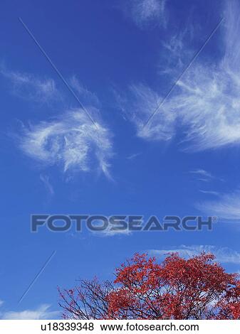 Stock Photo - Rowan tree in Gunma Prefecture, Japan. Fotosearch