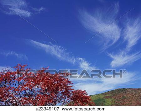 Rowan tree in Gunma Prefecture, Japan View Large Photo Image Stock Photo - Rowan tree in Gunma Prefecture, Japan. Fotosearch