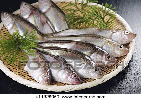 Stock Photo - Sandfish. Fotosearch